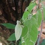 Dichapetalum lujae Flor
