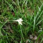 Carex baldensis Blüte