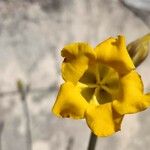 Pachypodium densiflorum Λουλούδι
