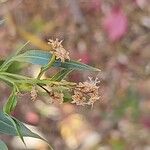 Baccharis salicifolia 花