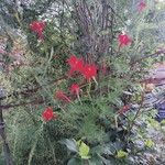 Quamoclit coccinea Fula