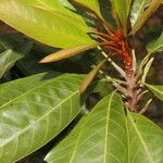 Chrysophyllum colombianum Habit