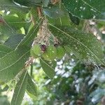 Arbutus andrachne Fruit