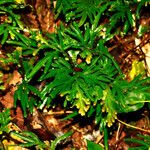 Selaginella erythropus 叶