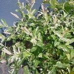 Salix integra Leaf