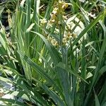 Sisyrinchium striatum Листок