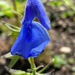 Salvia patens Floare
