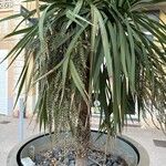 Dracaena draco Ліст