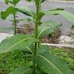 Asclepias purpurascens Leaf