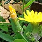 Sonchus tenerrimus 花