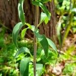 Alstroemeria psittacina 整株植物