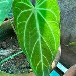 Anthurium crystallinum Hoja