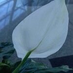Spathiphyllum wallisii Flower