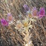 Eryngium leavenworthii Λουλούδι