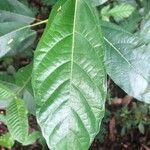 Ficus fistulosa Leaf