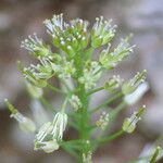 Cardamine impatiens Cvet