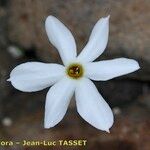 Narcissus obsoletus Flower