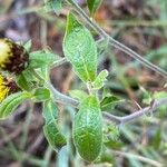 Pentanema squarrosum Leaf