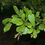 Terminalia amazonia その他の提案