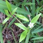 Oldenlandia corymbosa 葉