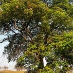 Albizia lebbeck Habitatea