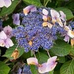 Hydrangea sargentianaΛουλούδι