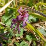 Corydalis solidaFloro