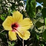 Hibiscus ovalifolius 花