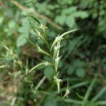 Brachypodium pinnatum Cvet