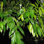 Cocculus laurifolius Leaf