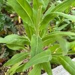 Brassica montana Hostoa