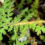 Phacelia distans Lehti