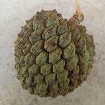 Annona montanaFruit