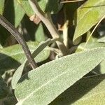 Phlomis purpurea Blatt