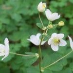 Isopyrum thalictroides Blomst