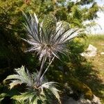 Eryngium alpinum Kvet