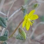 Helianthemum lippii Çiçek