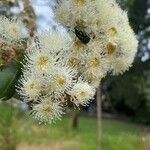 Angophora hispida ᱵᱟᱦᱟ