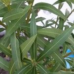 Nerium oleander Blatt