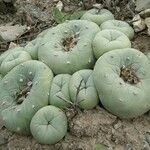 Lophophora diffusa Листок