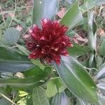 Cheilocostus speciosus Květ