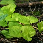 Lysimachia nummularia Leaf