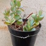 Kalanchoe marnieriana Ліст