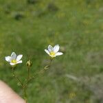 Linum catharticum Fleur