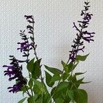 Salvia tiliifolia Virág