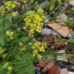 Brassica rapaFiore