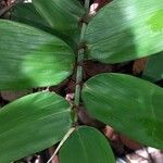 Pariana campestris Leaf