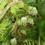 Polystichum braunii Likasa