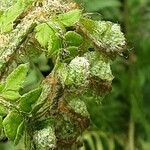 Polystichum braunii Leaf