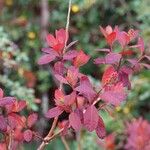 Cotinus coggygria অভ্যাস